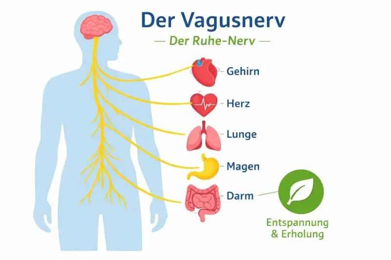 Der Vagusnerv, Teil des peripheren Nervensystems, verbindet Gehirn, Herz, Lunge, Magen und Darm für Entspannung.