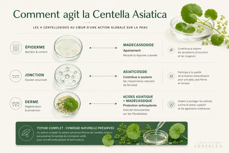 Infographie expliquant l'action de la Centella Asiatica sur la peau, détaillant ses centellosides et leurs bienfaits.