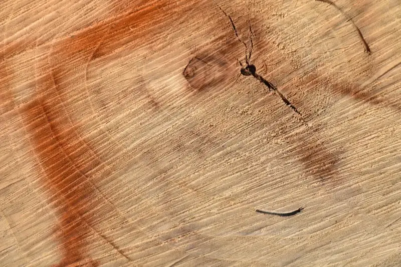 Przekrój drewna z widocznymi słojami i pomarańczową plamą, sugerującą domowe sposoby na rozjaśnianie drewna.