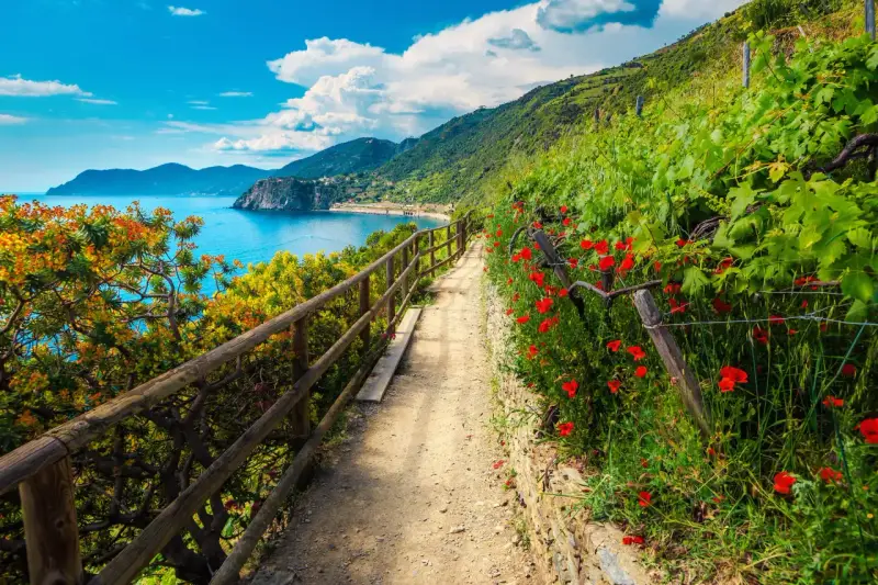 Sentiero fiorito con papaveri rossi e vista sul mare, ideale per un'escursione alle Cinque Terre.