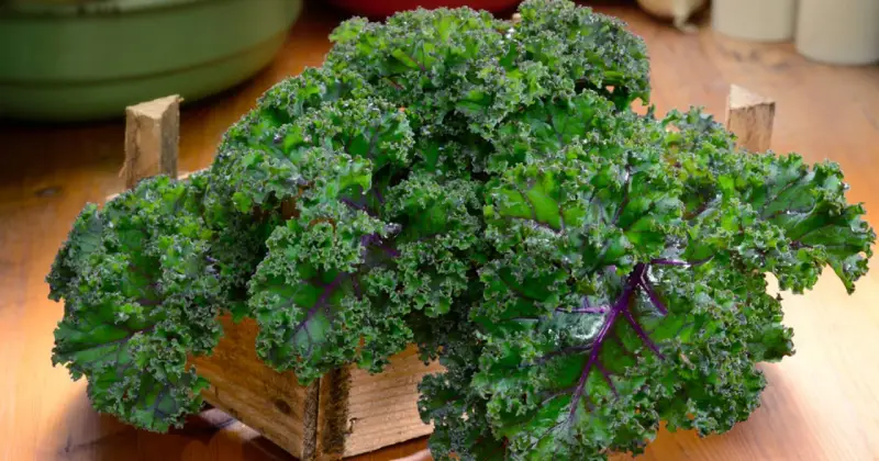 Krzaczasty jarmuż w drewnianej skrzynce, pełen witamin i minerałów. Jego jarmuż właściwości czynią go superfood.