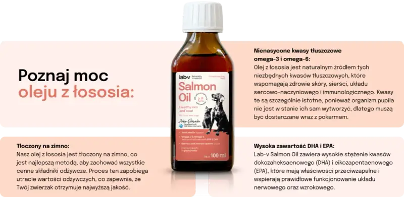 Jaki olej z łososia dla psa? Najlepsze produkty dla zdrowia pupila