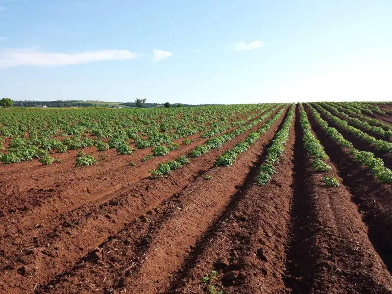Vasto campo di patate in file ordinate su terreno rossastro. Il terreno fertile suggerisce il miglior concime per patate per una crescita rigogliosa.