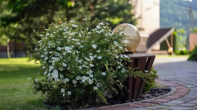 Pięciornik krzewiasty po cięciu pięknie kwitnie, otaczając ozdobną lampę w ogrodzie.