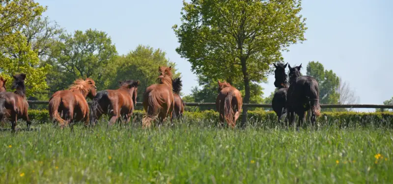 Un troupeau de chevaux, certains homozygotes, galopent dans un pré verdoyant sous un ciel bleu.