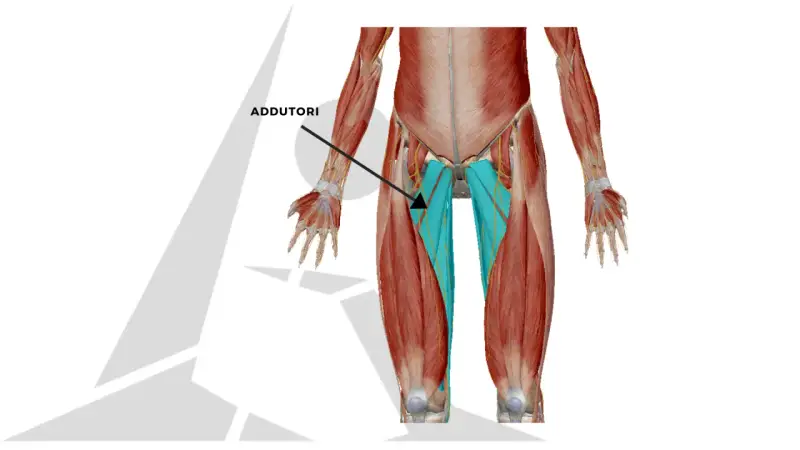 Muscolatura degli adduttori, evidenziata in blu, che si estende lungo l'interno coscia.