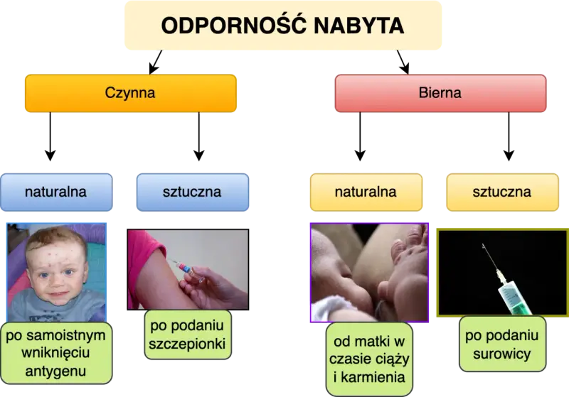 Jak poprawić odporność organizmu? Schemat przedstawia nabyte odporności: czynną (naturalną po chorobie, sztuczną po szczepieniu) i bierną (naturalną od matki, sztuczną po surowicy).