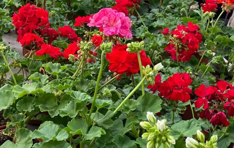 Kwitnący geranium w odcieniach czerwieni i różu, z zielonymi liśćmi.