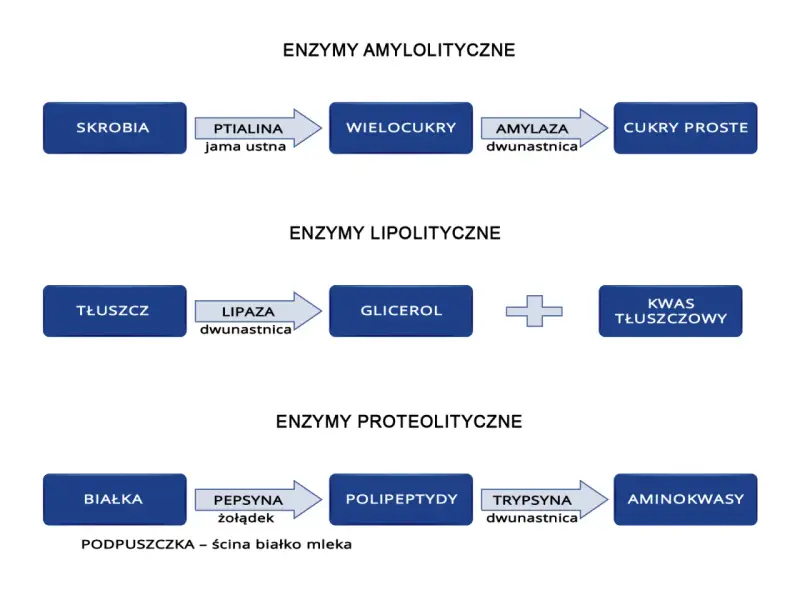 Schemat trawienia: skrobia -> wielocukry (amylaza), tłuszcz -> glicerol + kwasy tłuszczowe (lipaza), białka -> polipeptydy (pepsyna) -> aminokwasy.