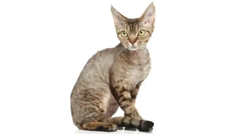Devon Rex a Sfinks: Kluczowe różnice i cechy, które musisz znać