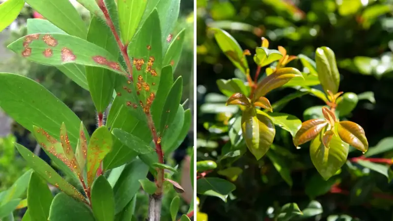 Links: Eukalyptusblätter mit orange-braunen Flecken, Anzeichen von Pilzbefall. Rechts: Gesunde, glänzende junge Blätter.