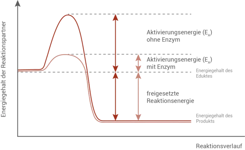 Diagramm zeigt, wie Enzyme die Aktivierungsenergie senken. Ohne Enzym ist die Aktivierungsenergie hoch, mit Enzym deutlich niedriger.
