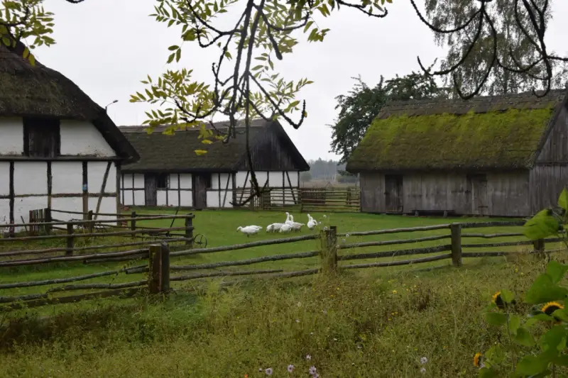 Stare chaty z krytymi strzechą dachami, gęsi pasące się na trawie. W tle drewniany płot i drzewa. Kluki cennik.