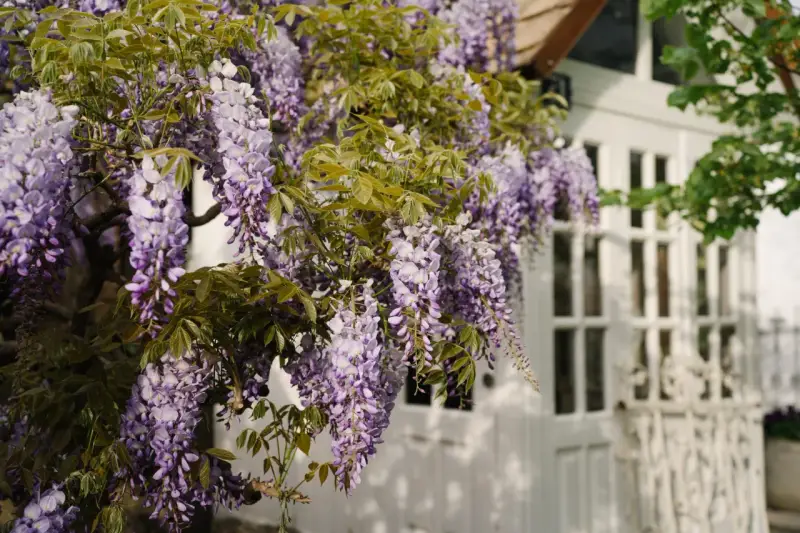 Cascada de glicina morada adorna una casa blanca. La glicina planta propiedades medicinales y decorativas.