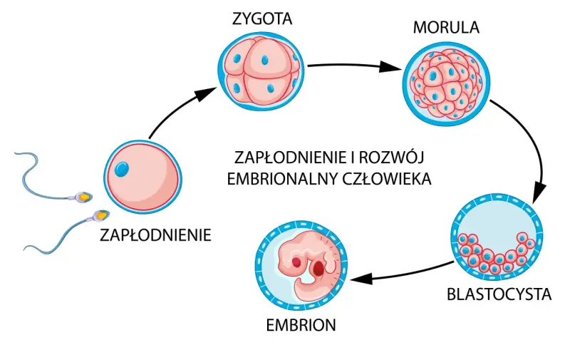 Schemat zapłodnienia i rozwoju zarodka: zapłodnienie, zygota, morula, blastocysta, embrion. Zagnieżdżenie zarodka następuje po kilku dniach.