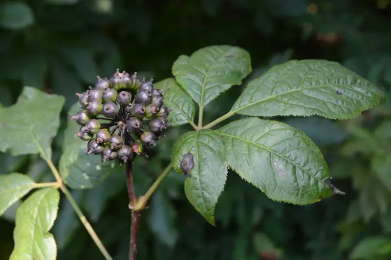 Racimo de bayas oscuras y hojas verdes de ginseng siberiano.