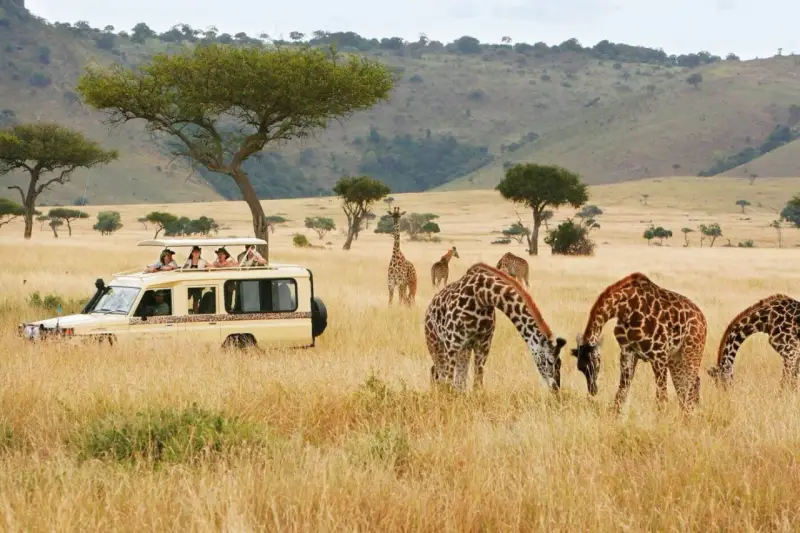 Safari w Kenii: żyrafy pasące się obok samochodu z turystami to jedne z głównych atrakcji Nairobi.