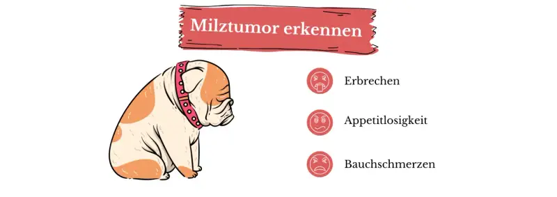 Smutny buldog z obrożą, obok ikony symbolizujące wymioty, brak apetytu i ból brzucha – objawy nowotworu śledziony.