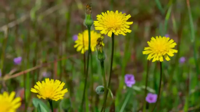 Fleurs jaunes éclatantes, certaines avec des bourgeons, dans un champ verdoyant parsemé de petites fleurs violettes. Attention, certaines de ces fleurs peuvent être une plante toxique pour les chevaux.