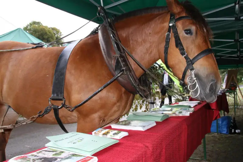 Un majestueux cheval de trait, harnaché, se tient près d'une table couverte de brochures.
