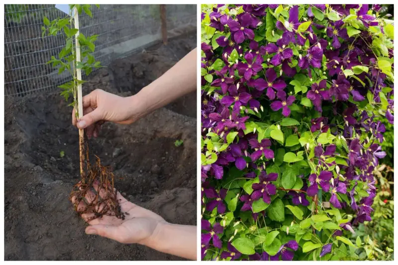 Sadzenie powojnika: młoda sadzonka z korzeniami w dłoniach i kwitnący clematis uprawa.