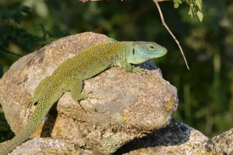 Lagarto ocelado, de piel verde y escamas amarillas, descansa sobre una roca.