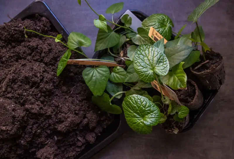 Förberedelser för att odla wasabi. Små plantor med gröna blad och jord i en bricka.