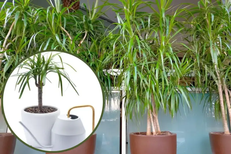 Dracena potrzebuje regularnego podlewania. Na zdjęciu widać, jak dbać o tę roślinę, by pięknie rosła.