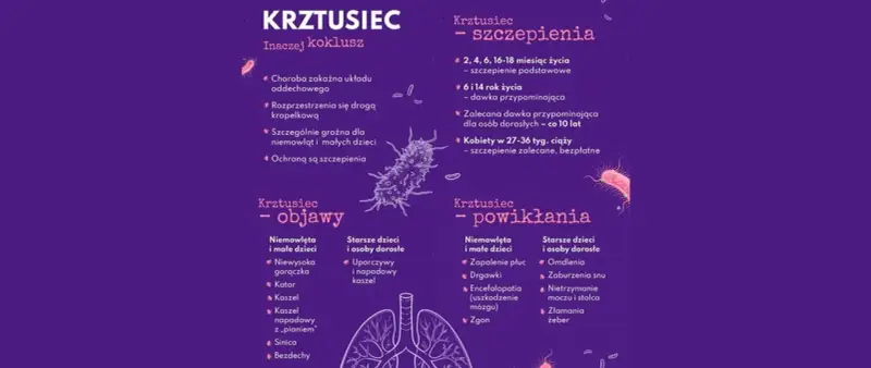 Krztusiec - objawy u dorosłych to uporczywy kaszel. Infografika przedstawia też szczepienia i powikłania.