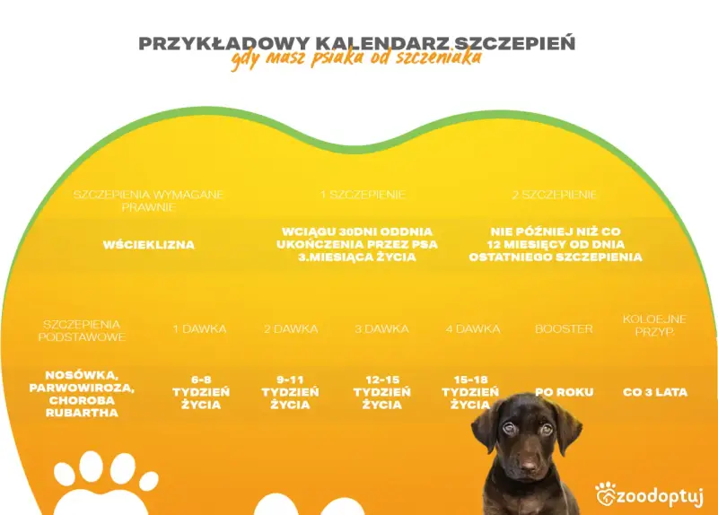 Kalendarz szczepień psa: wścieklizna, nosówka, parwowiroza. Dowiedz się, ile kosztuje szczepienie psa i kiedy podać kolejne dawki.