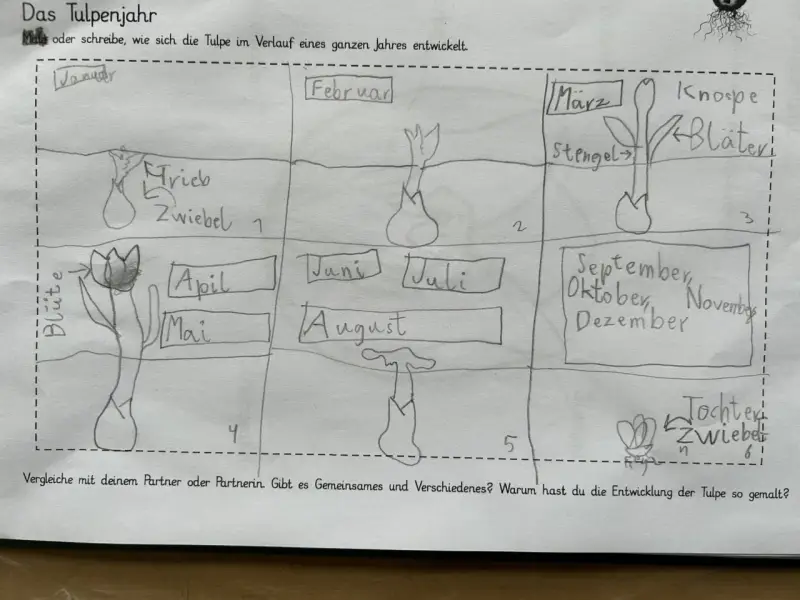 Zeichnung eines Tulpenjahres für das Herbarium der Schule: Von der Zwiebel im Januar bis zur Blüte im Mai und zurück zur Zwiebel im Herbst.