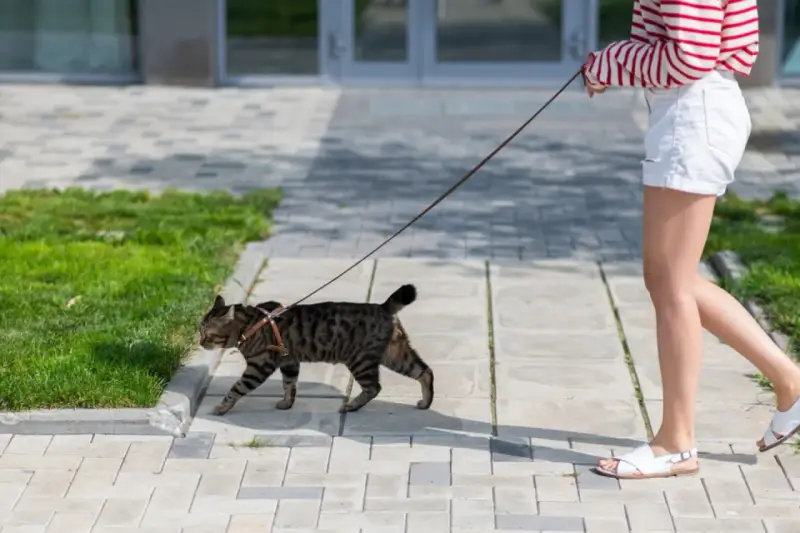 Zwinny kot na smyczy spaceruje po chodniku obok trawnika.
