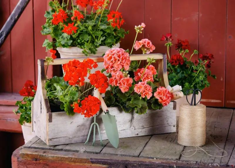 Piękne pelargonie w skrzynce, obok narzędzia ogrodnicze. Brak oznak chorób pelargonii, tylko zdrowy, bujny wzrost.