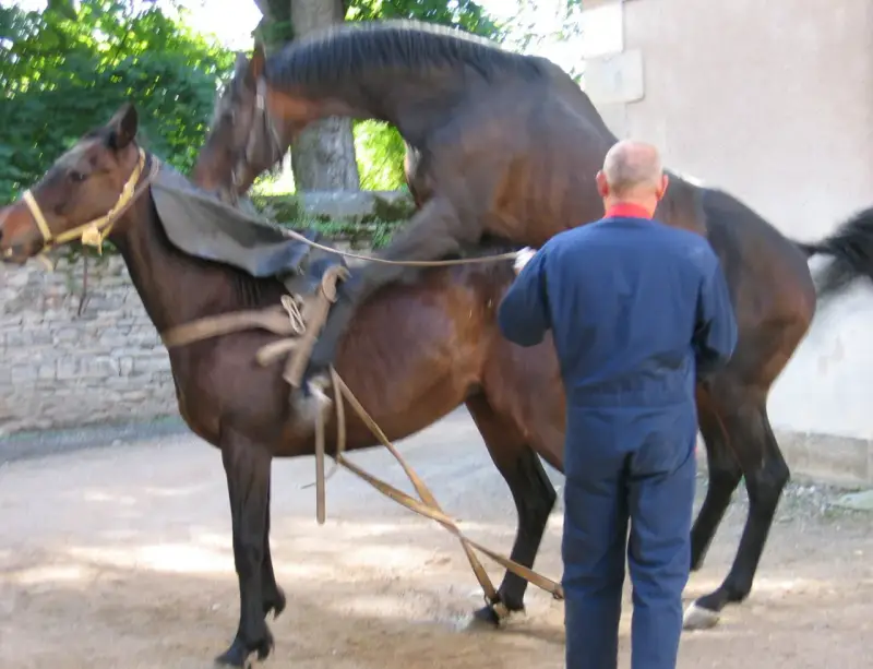 Un homme en combinaison bleue supervise un cheval entier, selle sur le dos, prêt pour une monte.