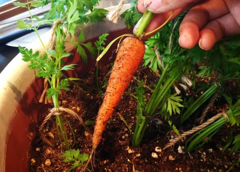 Une main extrait une carotte fraîchement récoltée de son pot. Les semis de carottes poussent bien, leurs fanes vertes bien visibles.