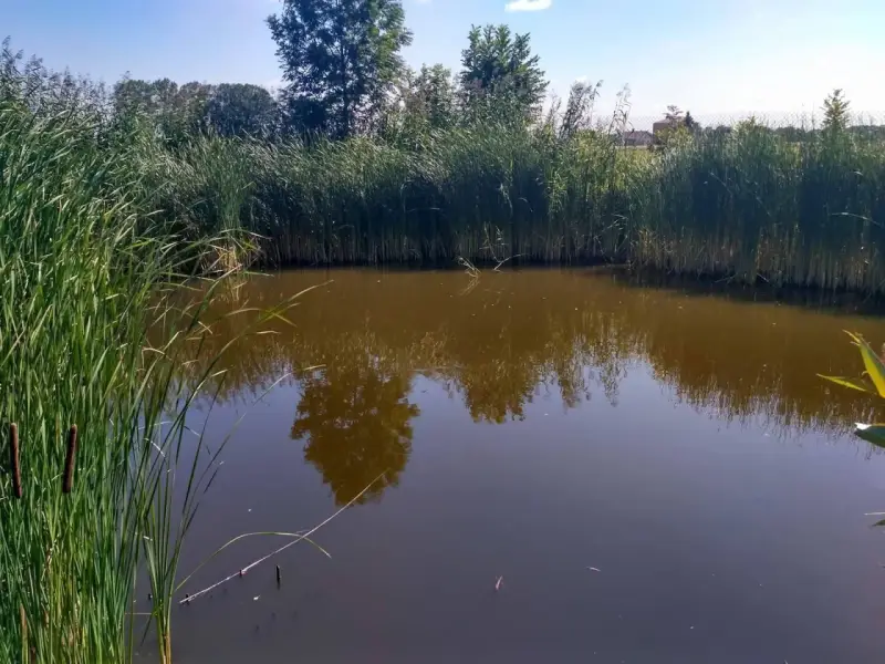 Malownicze prywatne stawy wędkarskie otoczone trzcinami, z odbijającymi się w wodzie drzewami i błękitnym niebem.