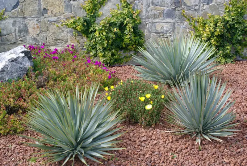 Un jardin sans pelouse avec des yuccas, des fleurs violettes et jaunes, des roches et un mur de pierre couvert de végétation.