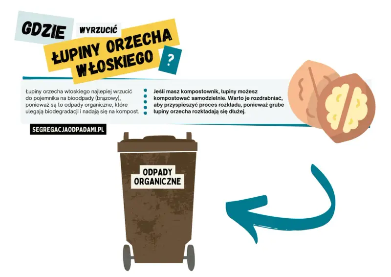 Łupiny orzecha włoskiego wrzuć do brązowego pojemnika na bioodpady. Możesz też kompostować je samodzielnie, jeśli masz kompostownik.