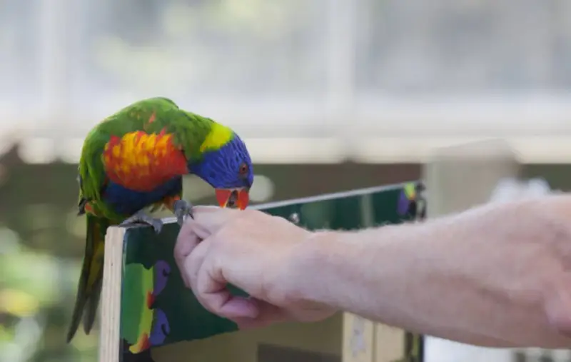 Un colorato pappagallo arcobaleno, con becco rosso, sembra che il pappagallo morde dita di una mano tesa.