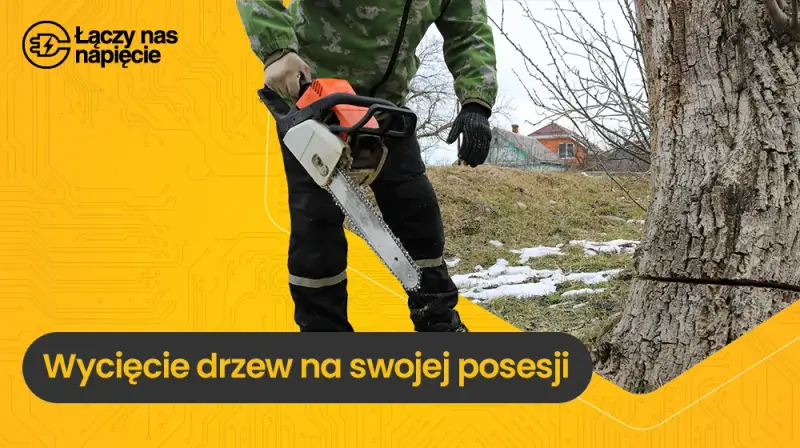 Czy na wycięcie drzewa trzeba mieć pozwolenie? Sprawdź, by uniknąć kary
