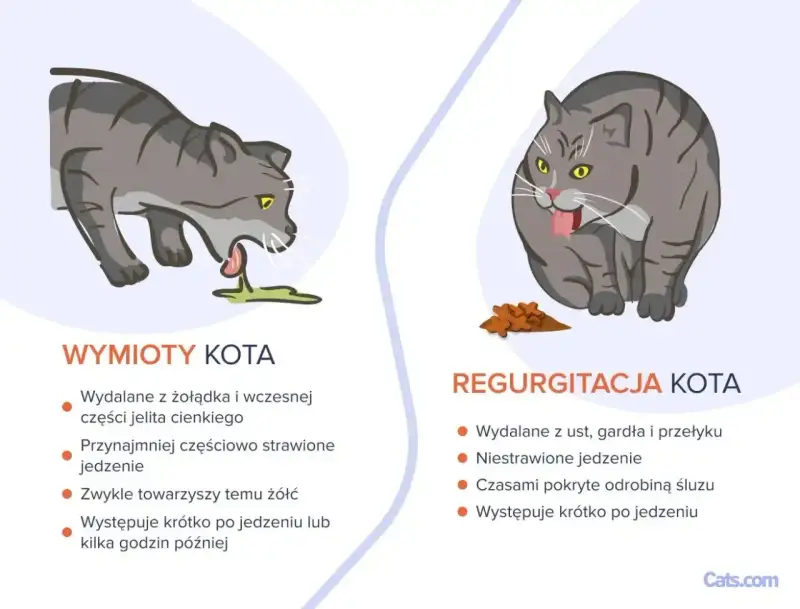 Ilustracja pokazuje dwa koty: jeden wymiotuje, drugi regurgituje. Objawy umierającego kota mogą być podobne, ale te ilustracje pokazują różnice między wymiotami a regurgitacją.