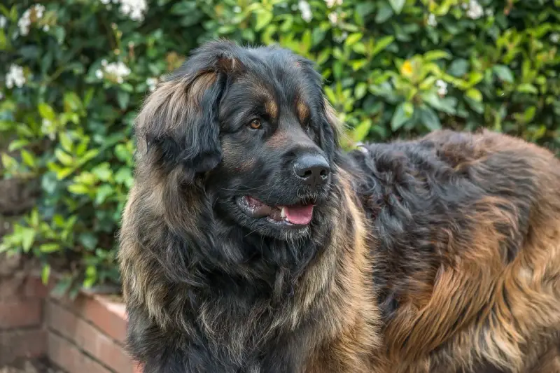 Duży brązowy pies rasy leonberger z gęstą, puszystą sierścią, patrzący w bok na tle zieleni.