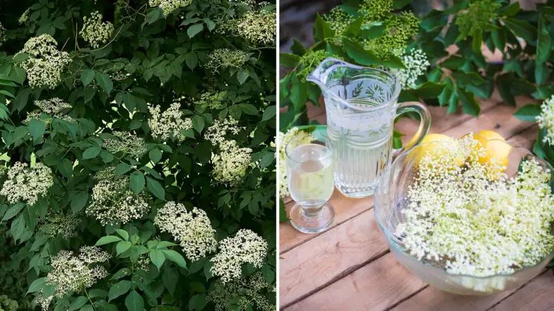 Fläderträd i full blom. Bredvid en karaff med fläderblomsaft, ett glas och en skål med fläderblommor och citroner.