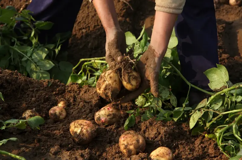 Mains terreuses récoltent des pommes de terre en fleur dans le sol. Les tubercules fraîchement déterrés sont encore couverts de terre.
