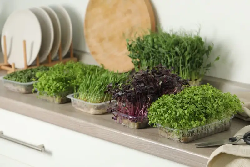 Frische Ernte: Verschiedene Sorten Microgreens anbauen, von zartgrün bis dunkelrot, bereit für die Küche.