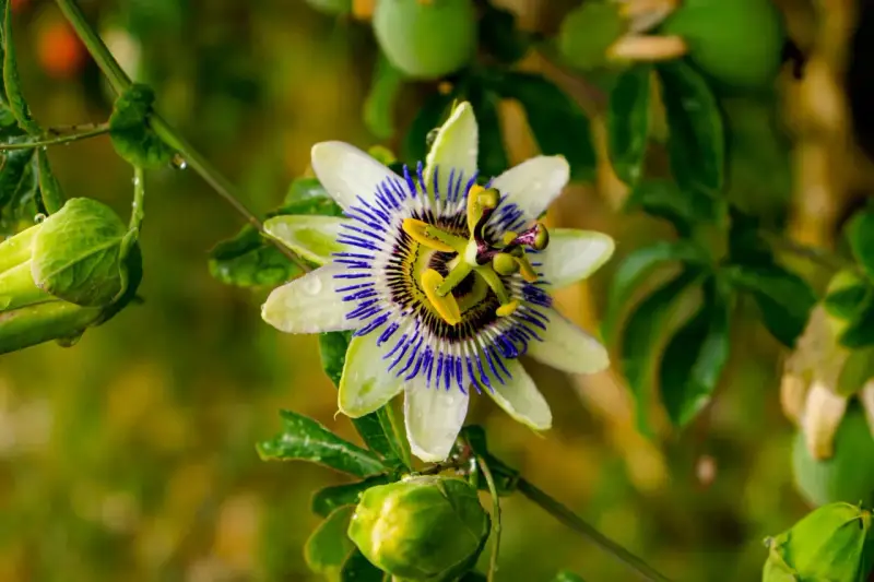 Passiflora in fiore, con gocce di pioggia sui petali bianchi e blu. Le sue proprietà sono note per il benessere.