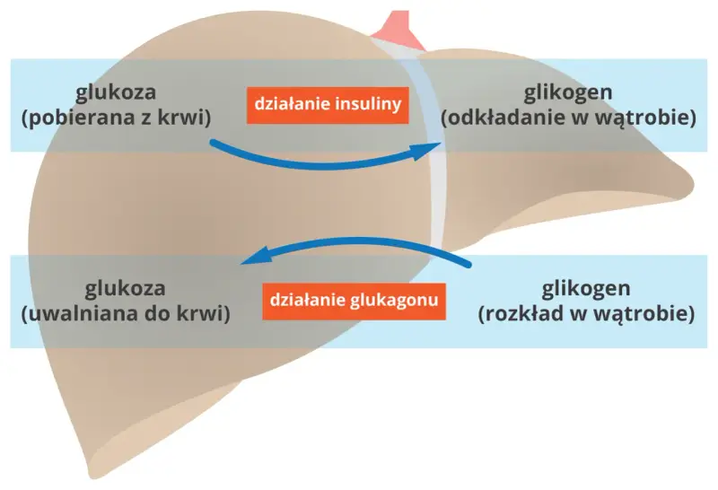 Schemat działania insuliny i glukagonu na wątrobę: pobieranie i odkładanie glukozy, uwalnianie glukozy z glikogenu.