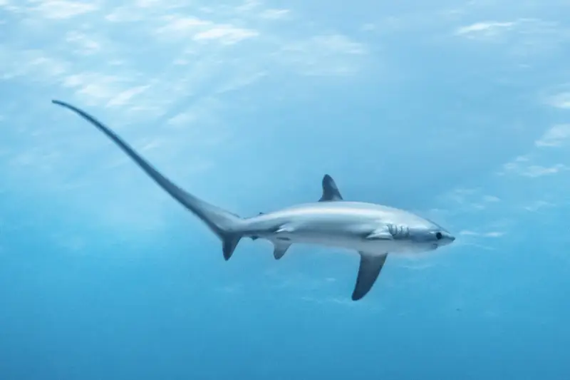 Squalo volpino con la sua lunga coda, un pesce che nuota nelle acque azzurre.