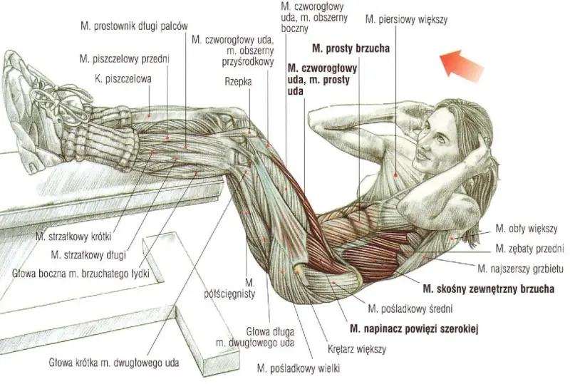 Anatomia mięśni brzucha podczas ćwiczeń na mięśnie głębokie brzucha. Widoczne mięśnie proste brzucha, skośne zewnętrzne brzucha i inne.
