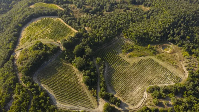 Vigneti terrazzati nella riserva naturale di Monterufoli-Caselli, immersi nel verde della macchia mediterranea.